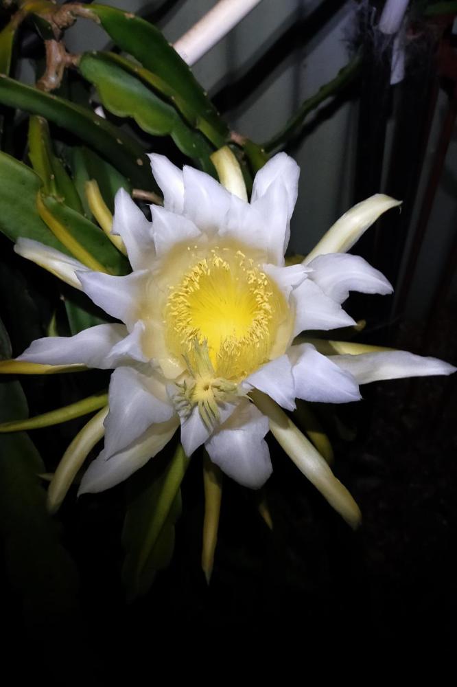 Night Flower